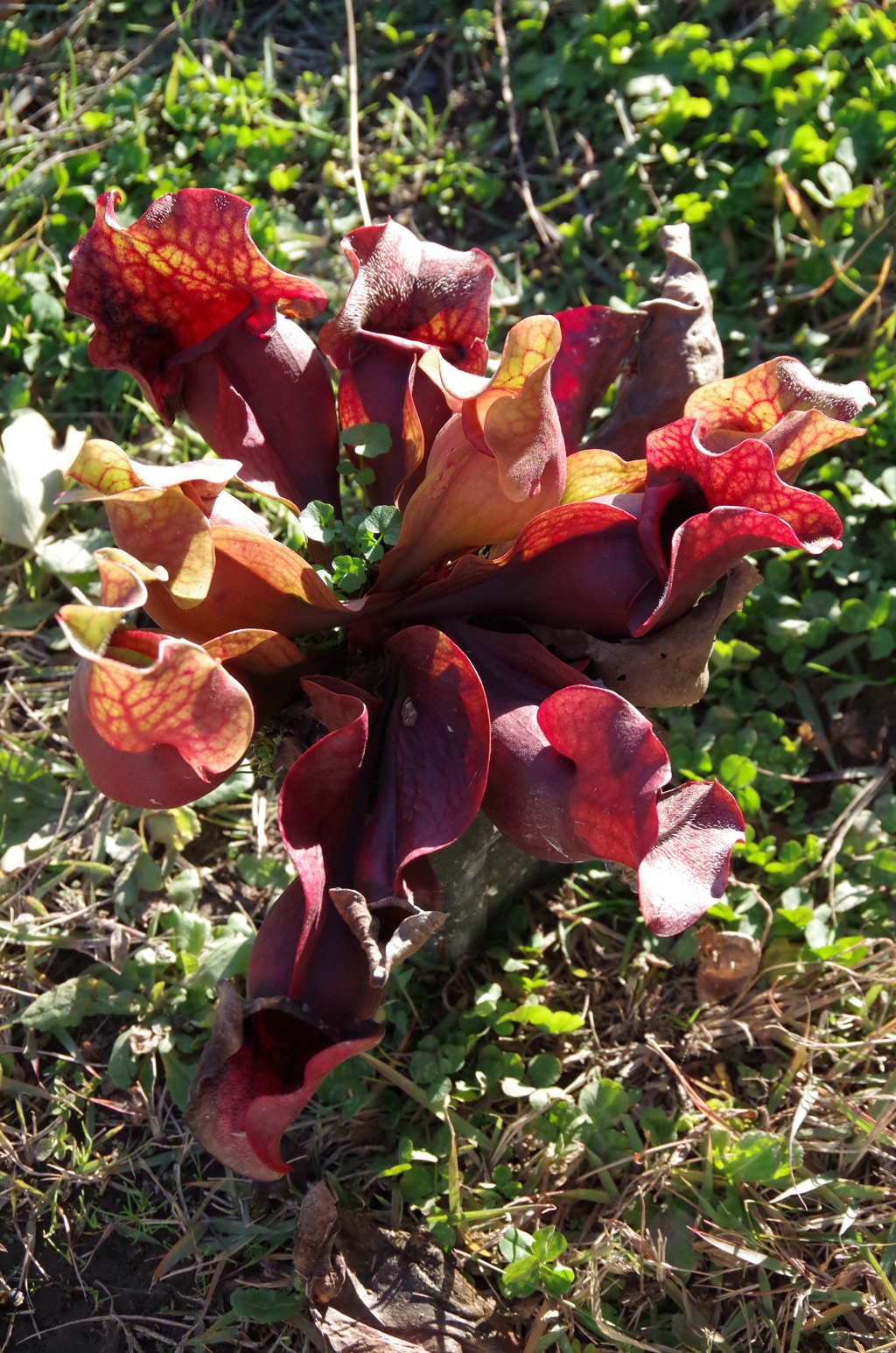 プルプレア　ちびくろ