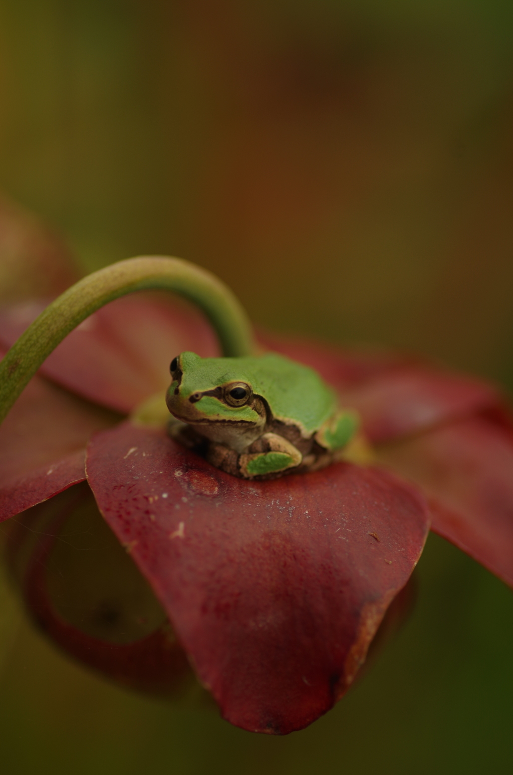 カエルの待合所