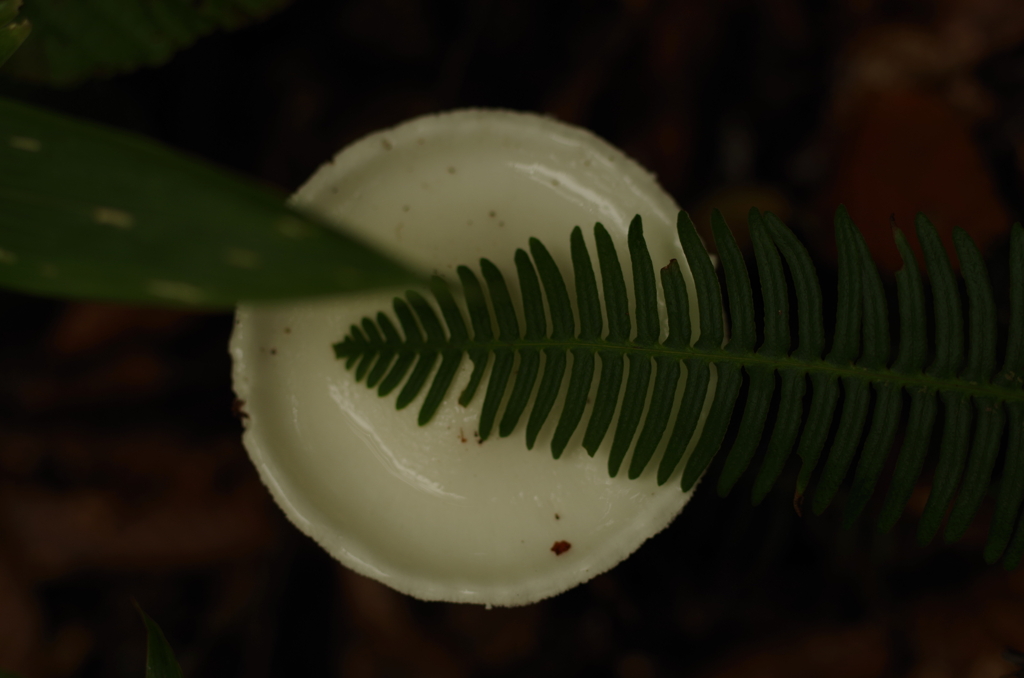 きのこじゃわん