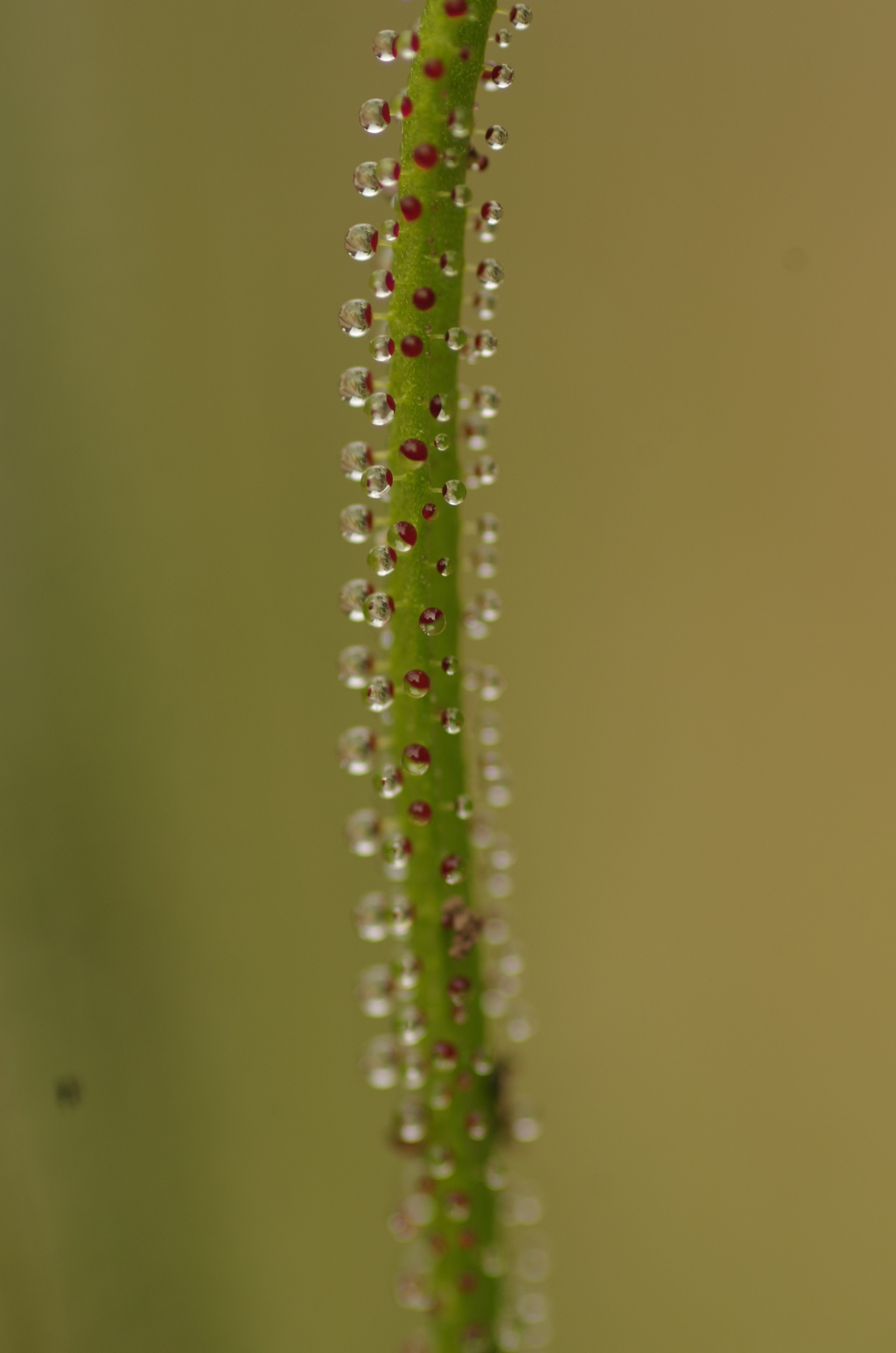 ドロセア　触手