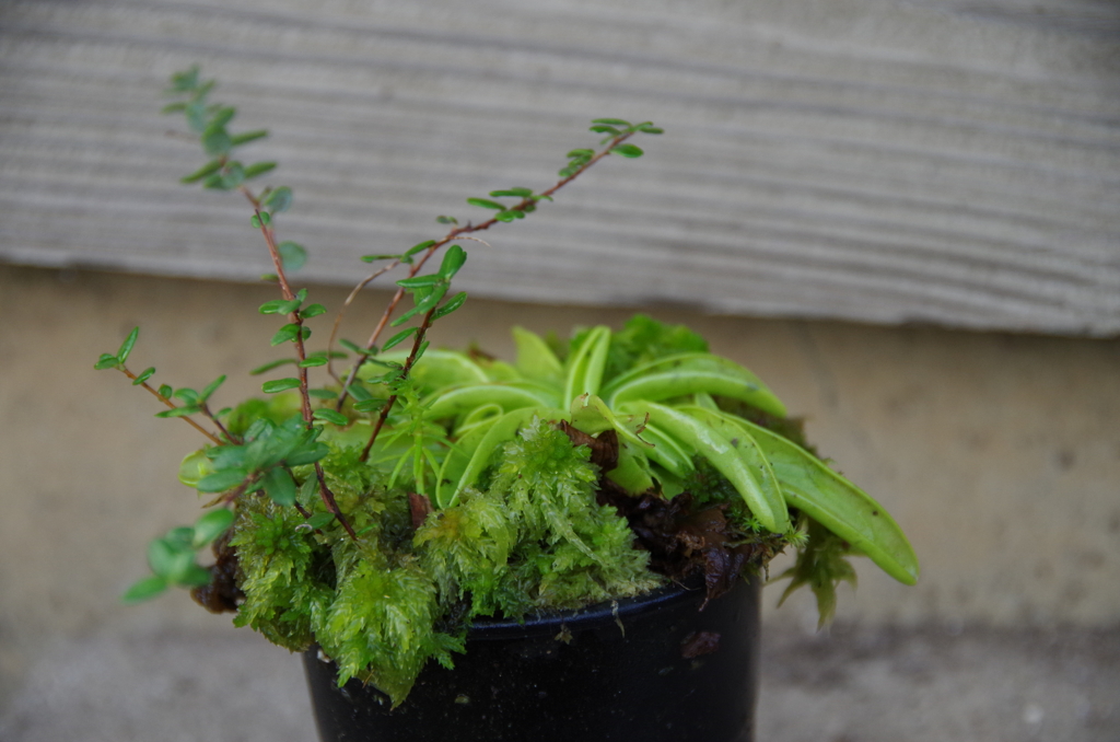 ワンカップの草原