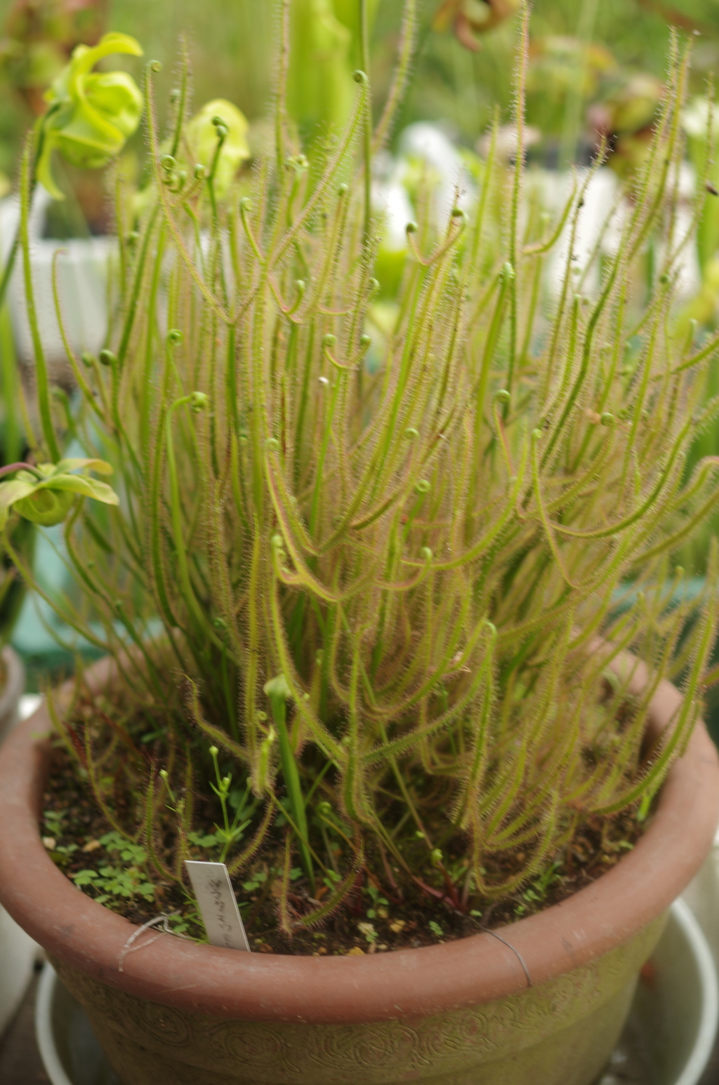 粘液の森へヨウコソ