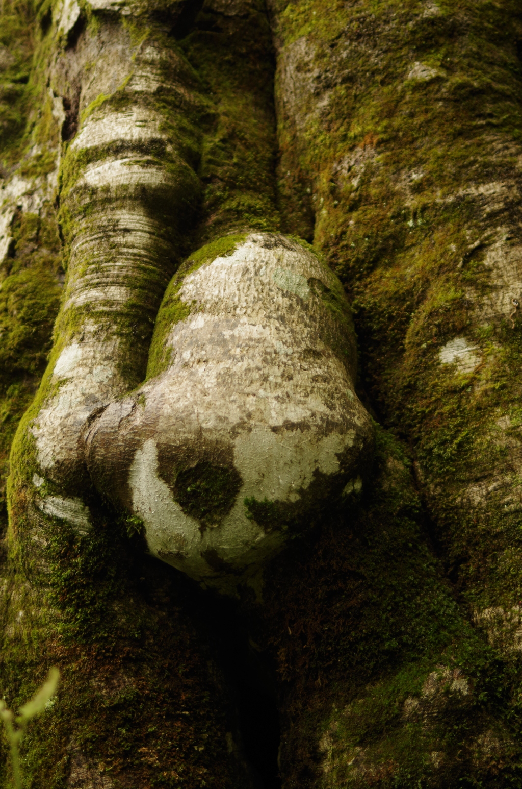 タイムカプセル　消失