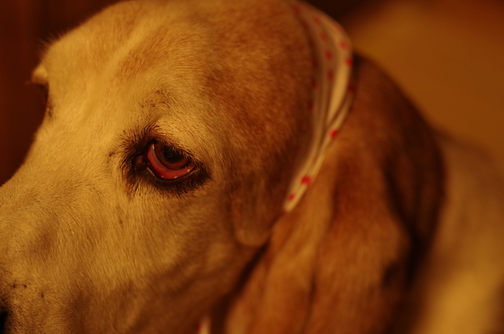 バセットハウンド