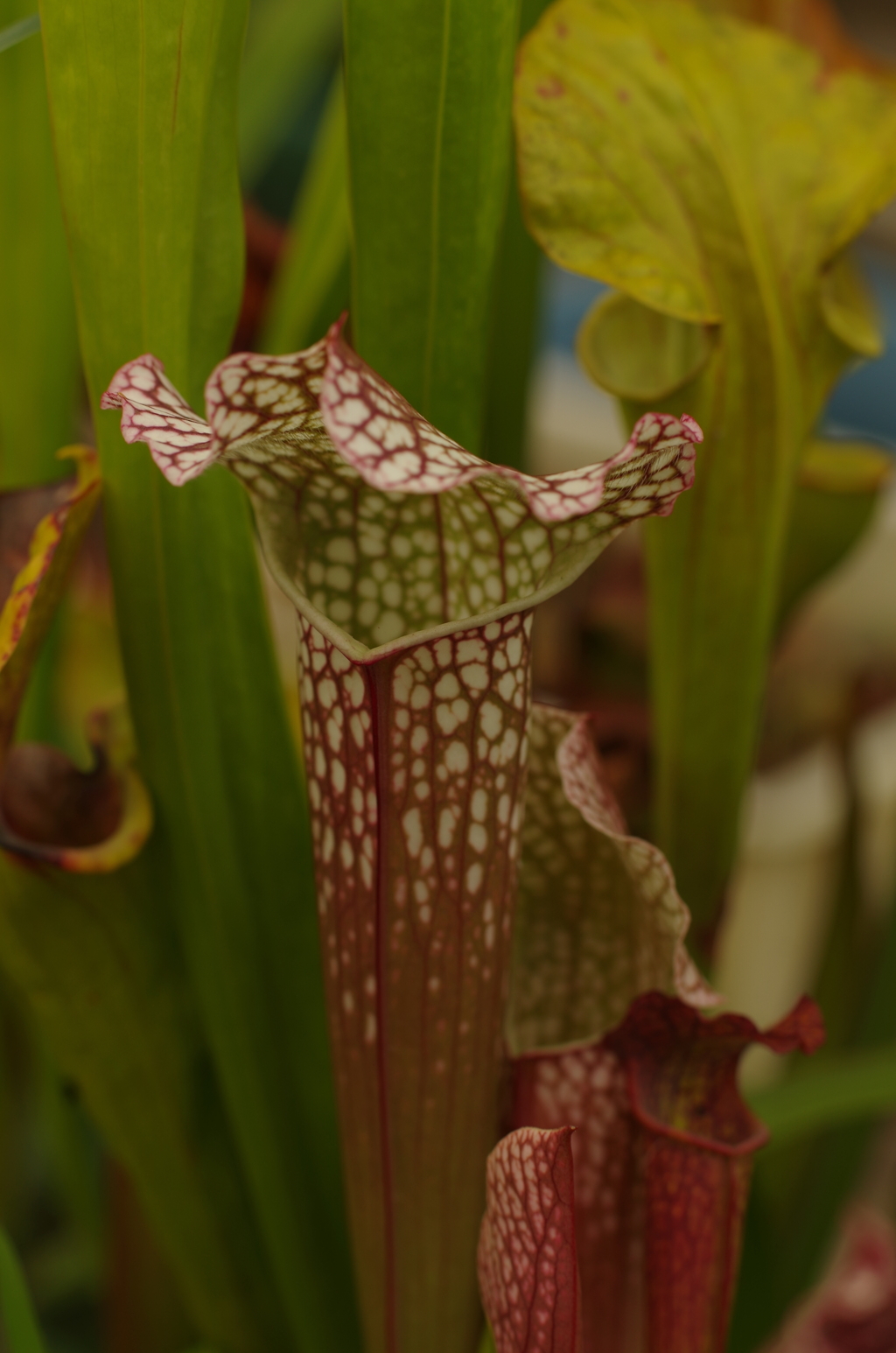 サラセニア　江戸自慢　食虫植物