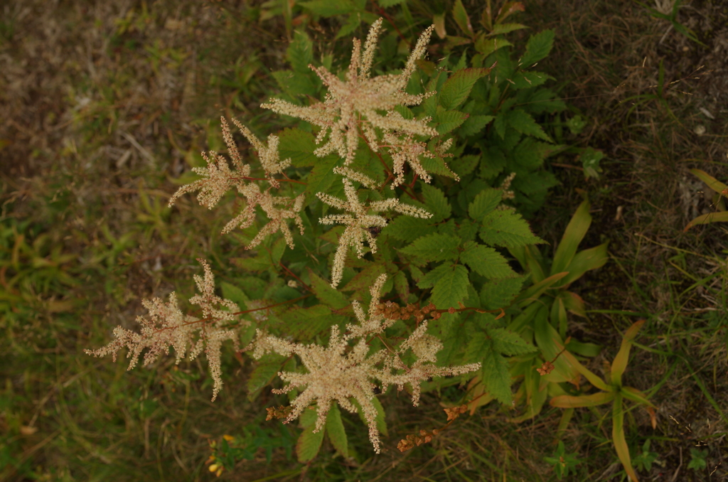 IMGP7597