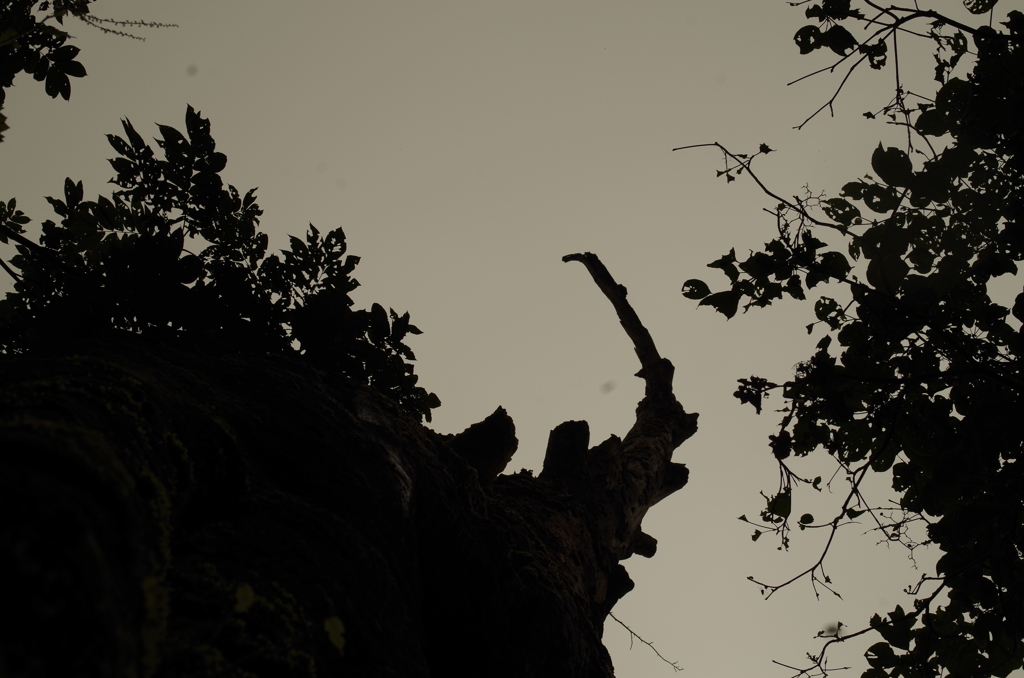 今は亡き　ブナ姫　骸