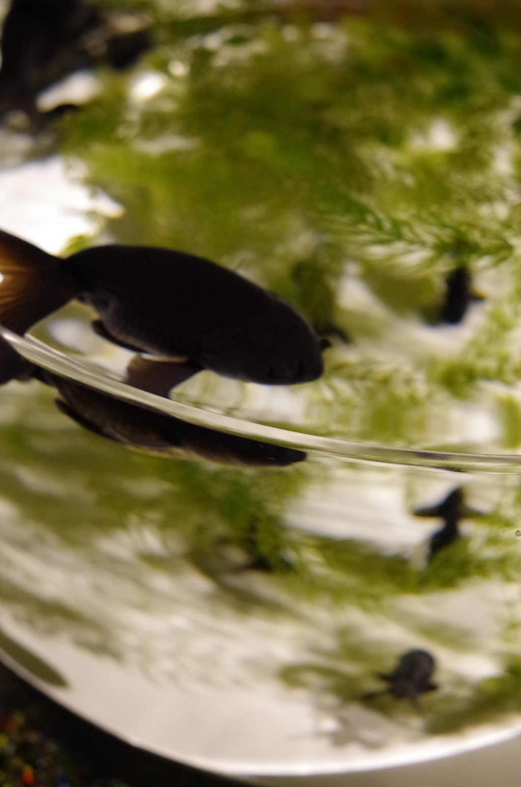 くろらんちゅう