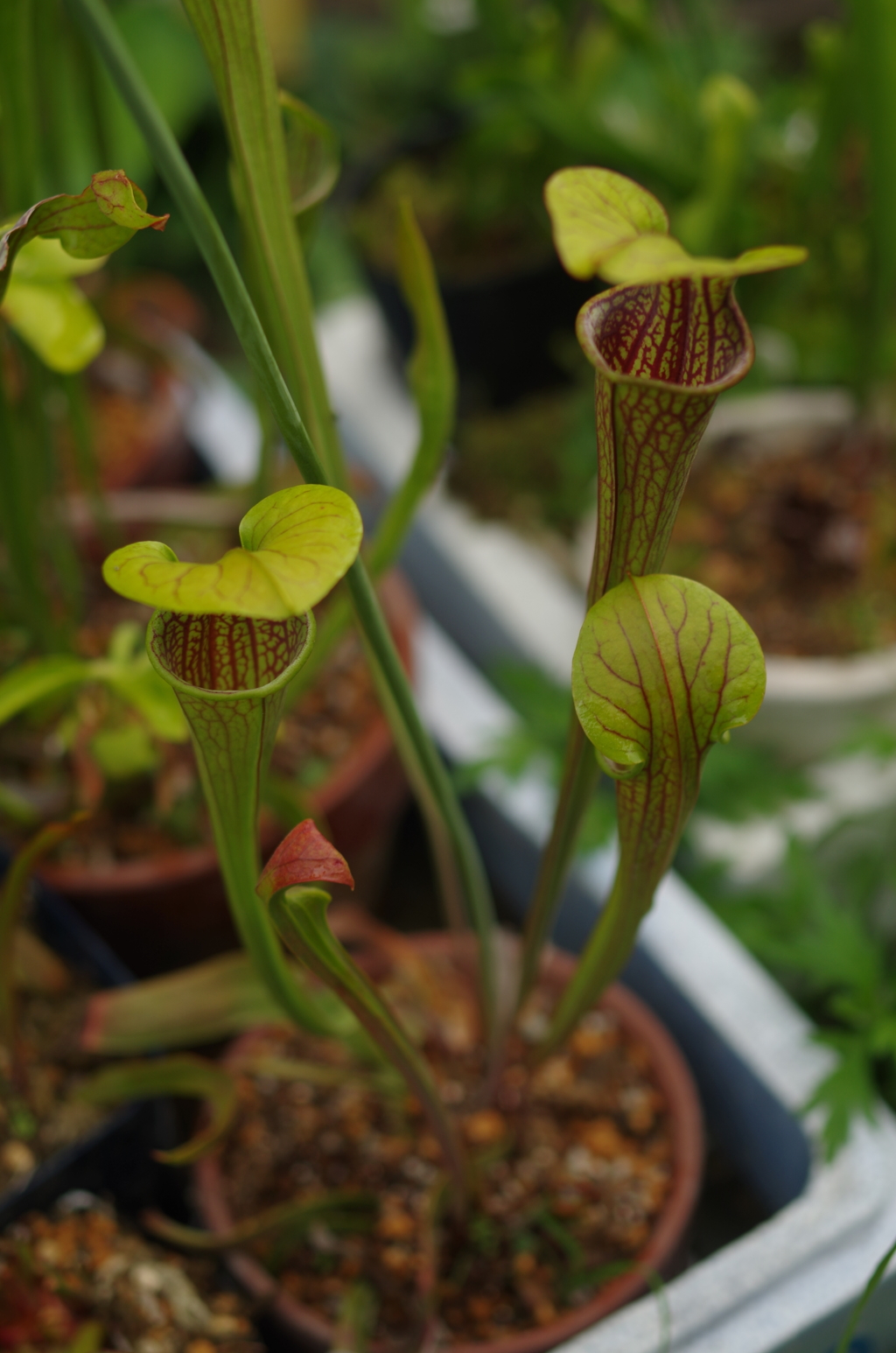 三兄弟　けたたましい