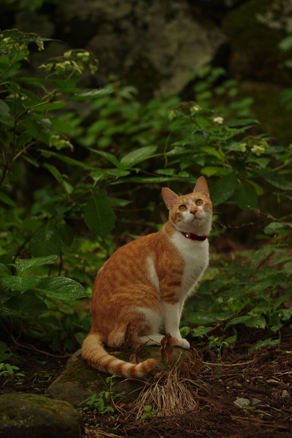 ねこ