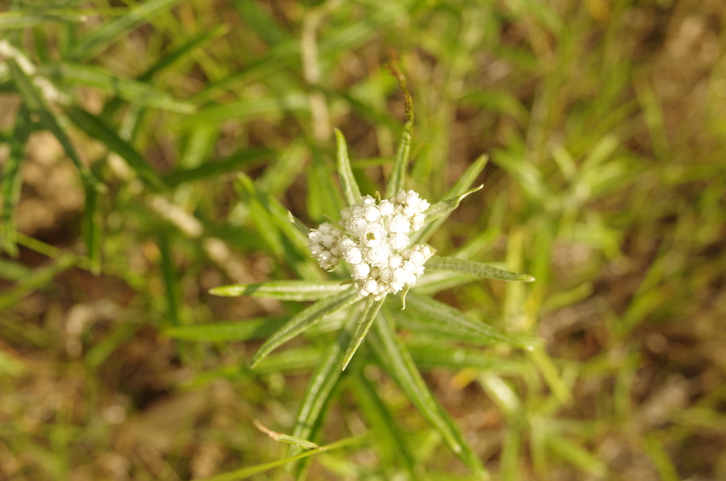 IMGP7804
