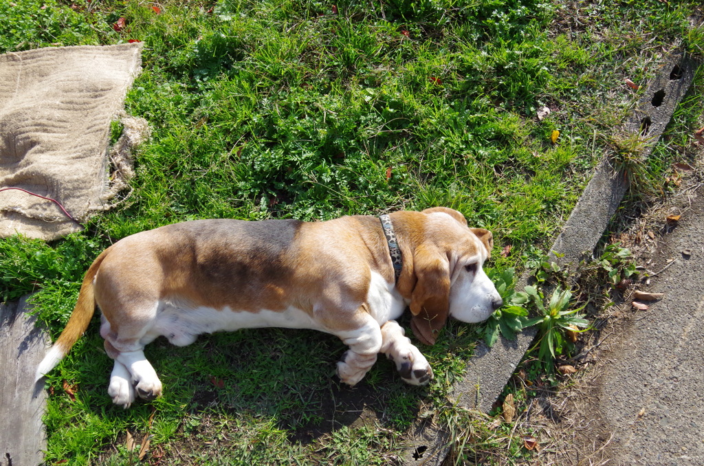 あわてないあわてないひとやすみひとやすみ