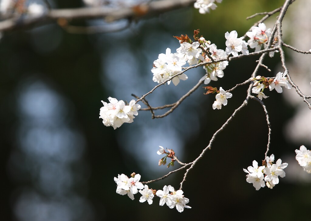 桜咲く