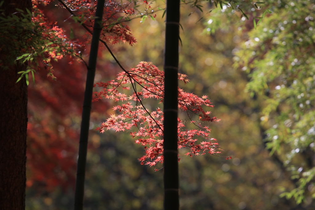 秩父の紅葉01