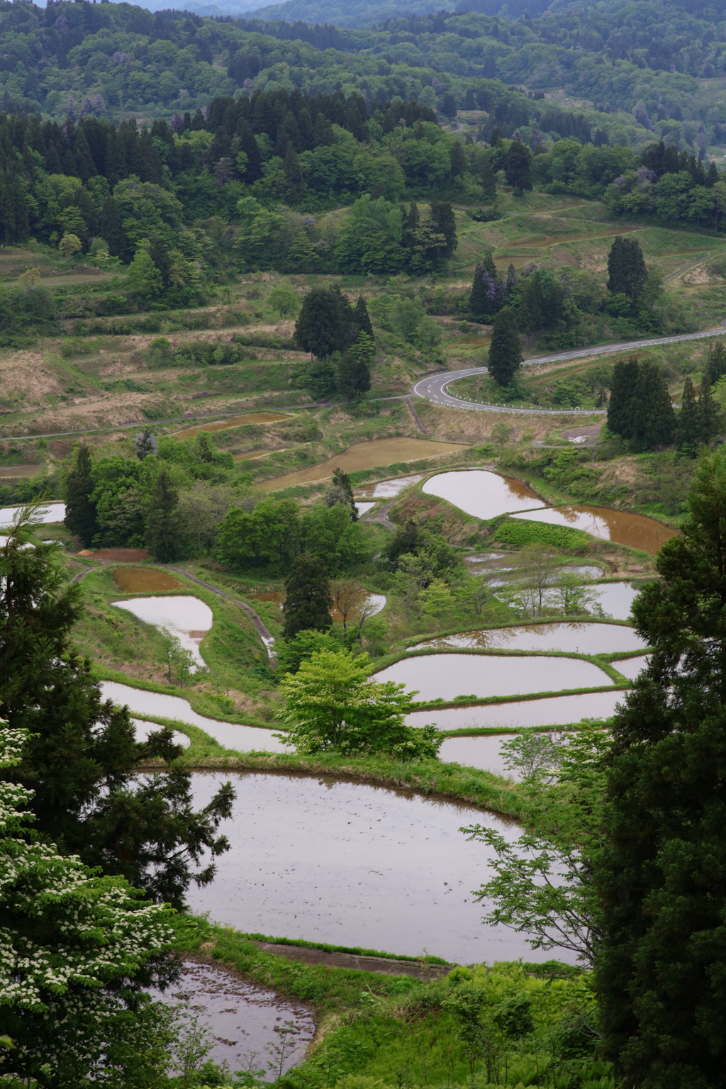 田うえ前