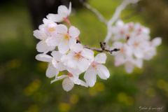 sakura