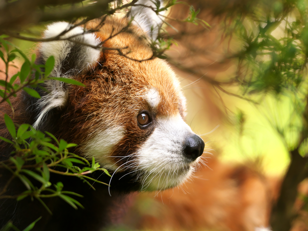 レッサーパンダ