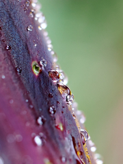 紫チューリップと水滴