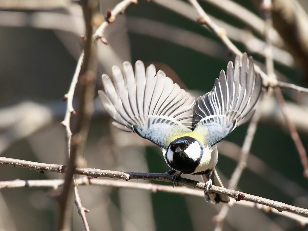 シジュウカラの飛び立ち