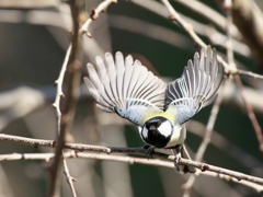 シジュウカラの飛び立ち