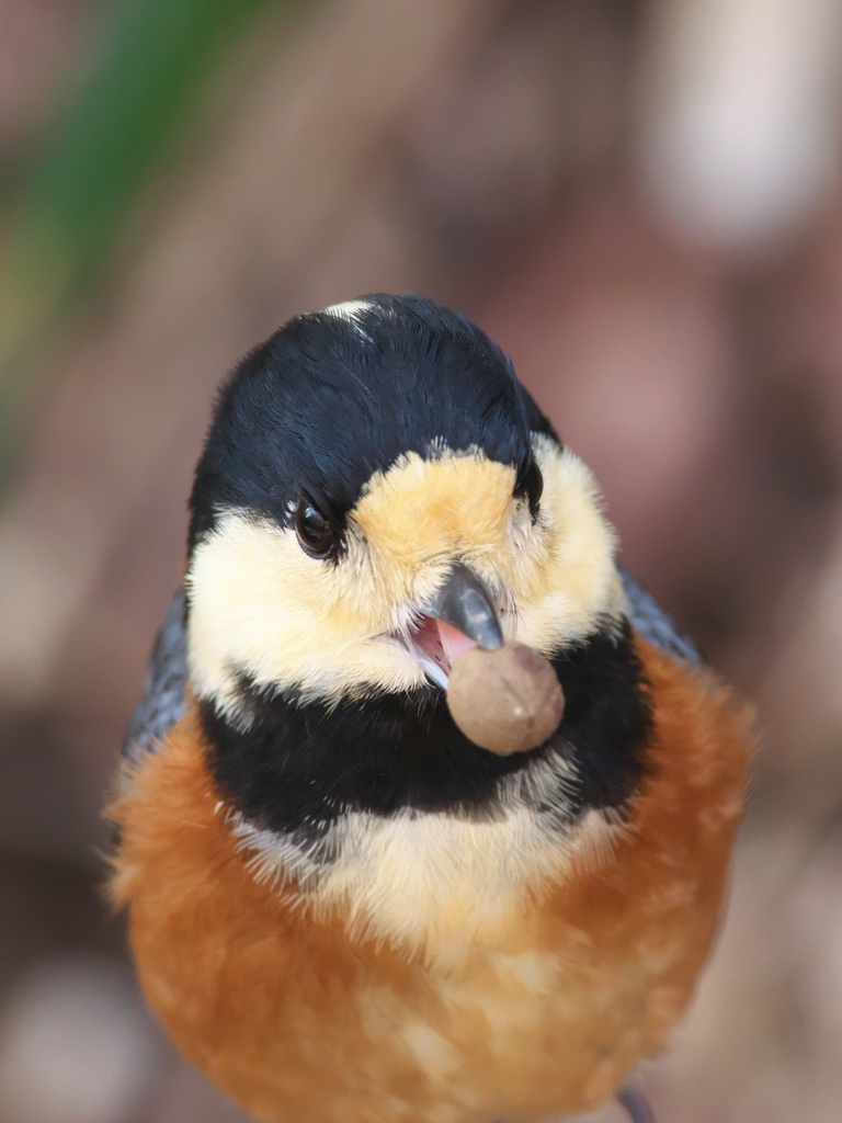 食事中のヤマガラ