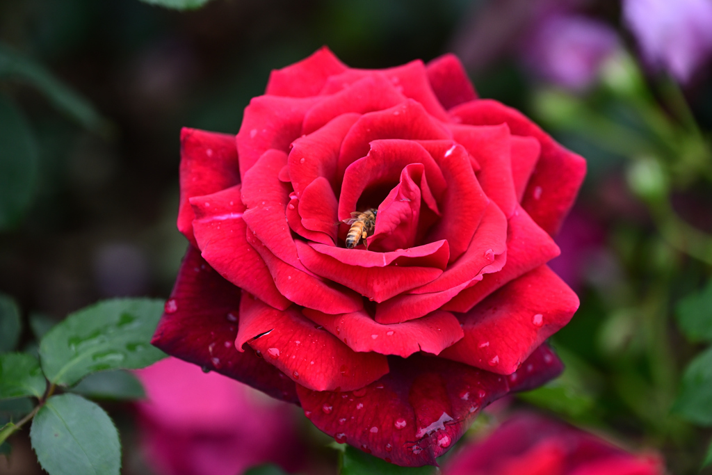 赤薔薇と蜜蜂