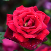 赤薔薇と蜜蜂