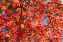師走の紅葉狩り