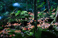 森の中、秘密の花園
