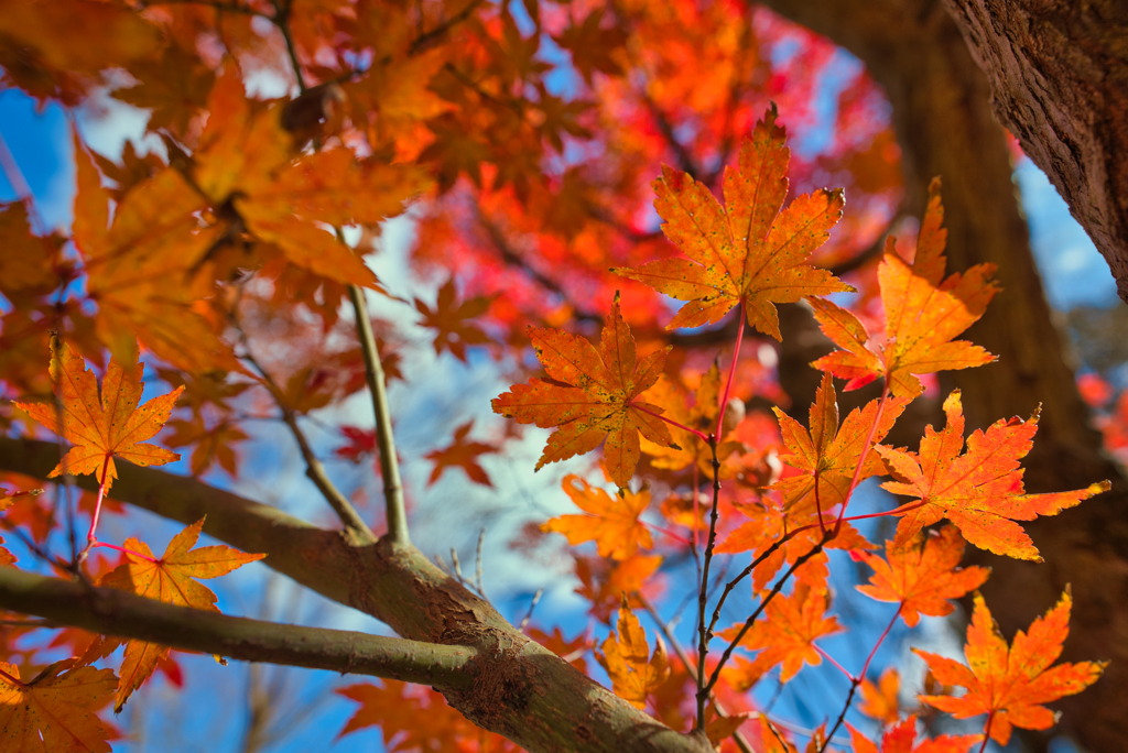 師走の紅葉狩り