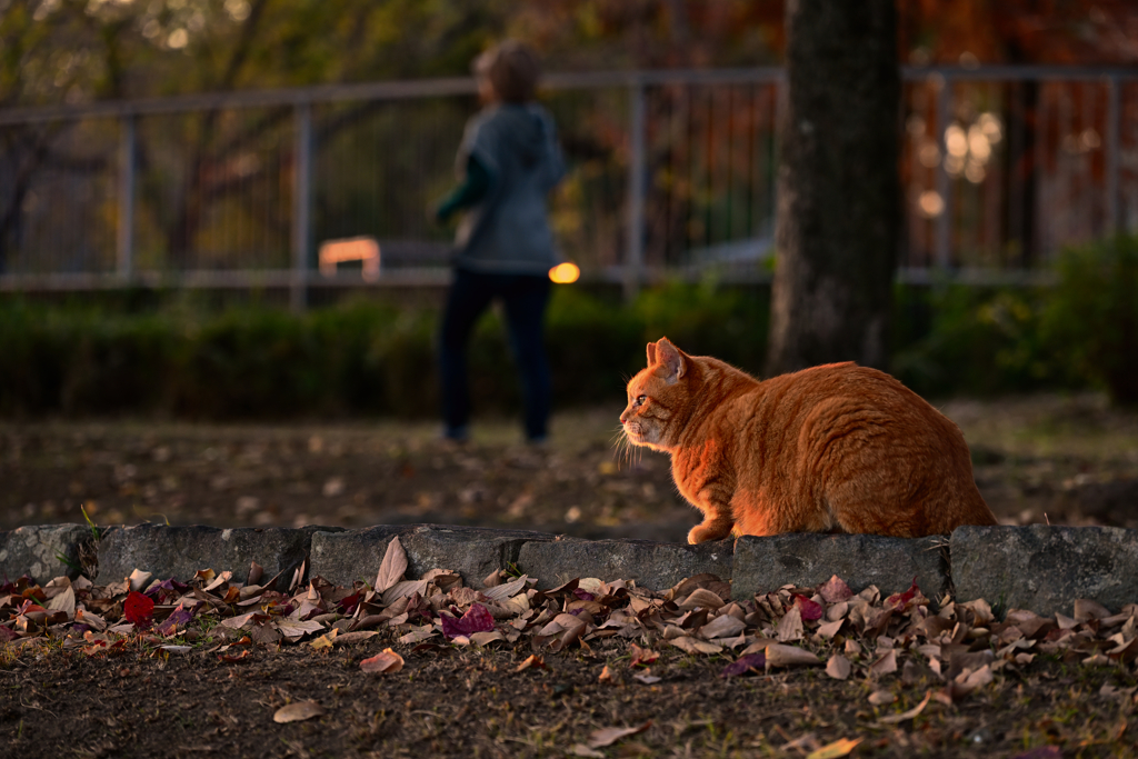 猫と夕暮れ
