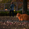猫と夕暮れ