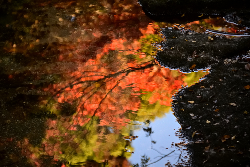 屋久島/淀川と紅葉