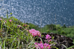 崖下の深山霧島