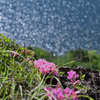 崖下の深山霧島