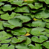 雨の日の睡蓮の葉