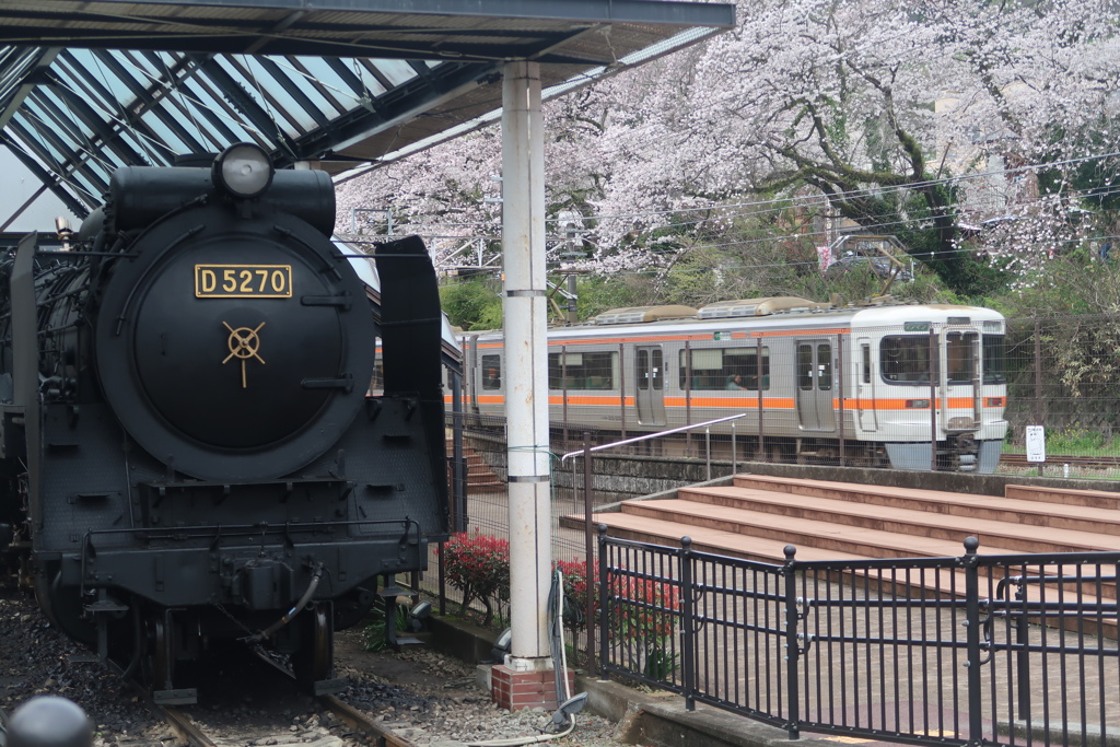 桜と新旧鉄道