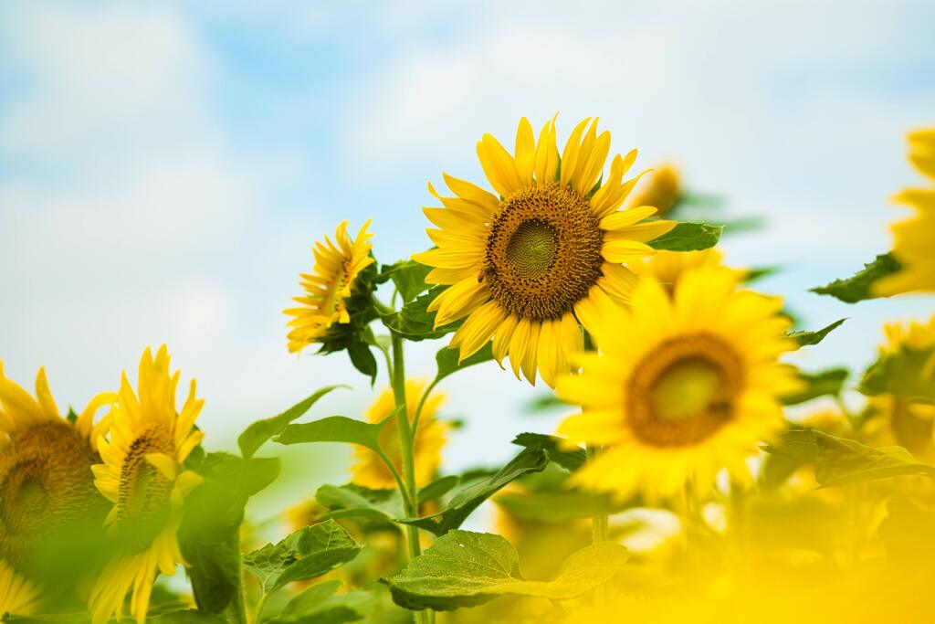 夏到来