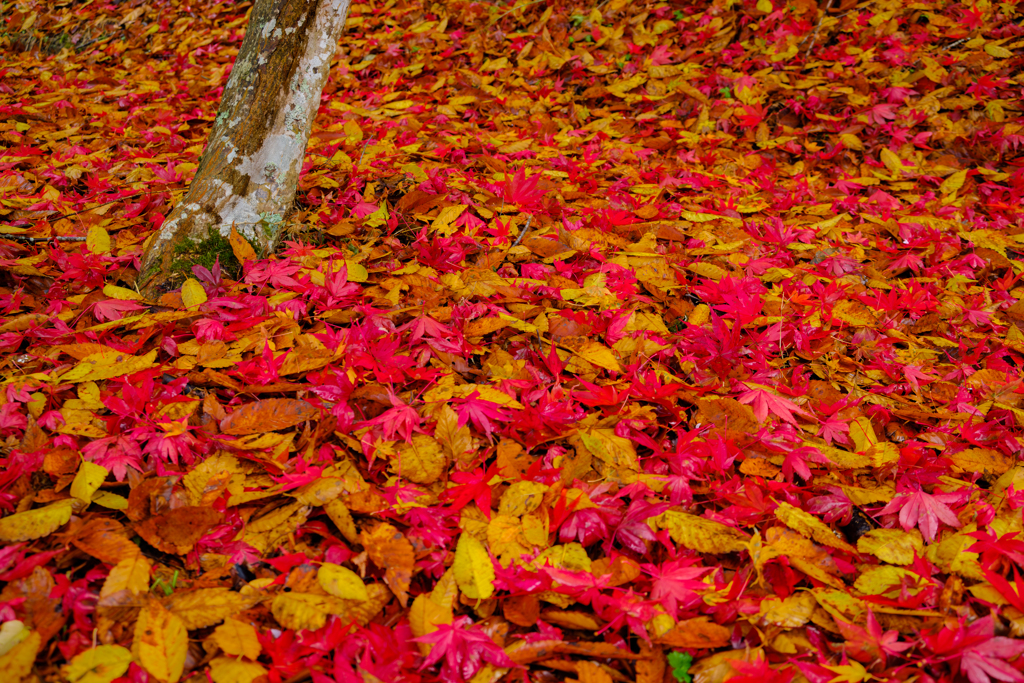 逆さ紅葉