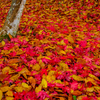 逆さ紅葉