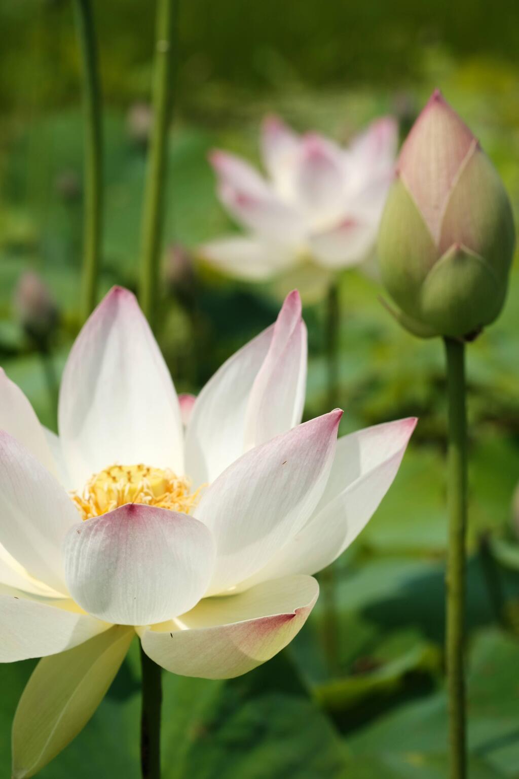 極楽浄土