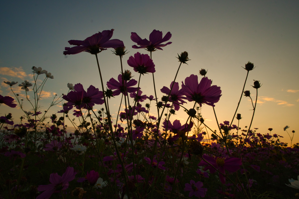 夕暮れ