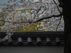 城内の桜。