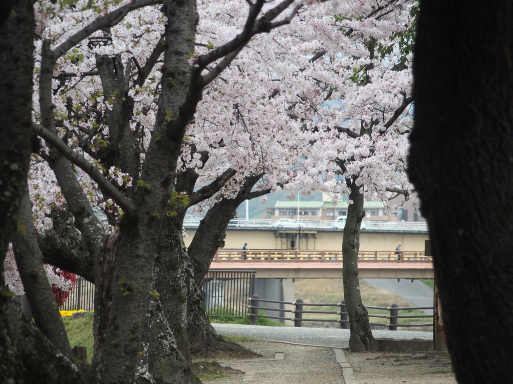 桜の向こうに橋。