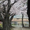 桜の向こうに橋。