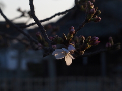 桜、開花の頃。