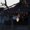 桜、開花の頃。