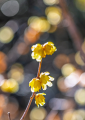 板倉・雷電神社
