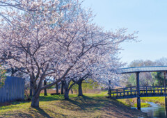 宮代・桜