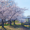 宮代・桜